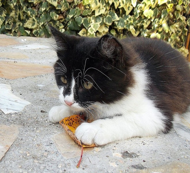 Photo de Chat domestique