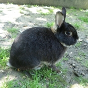 Photo de Lapin