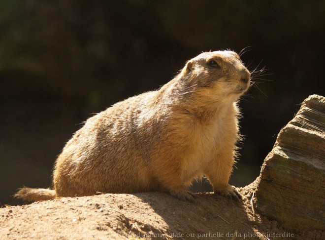 Photo de Chien de prairie