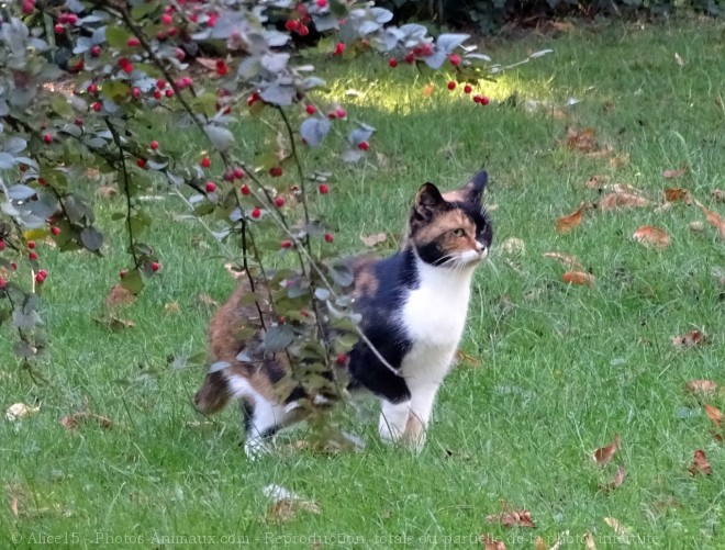 Photo de Chat domestique