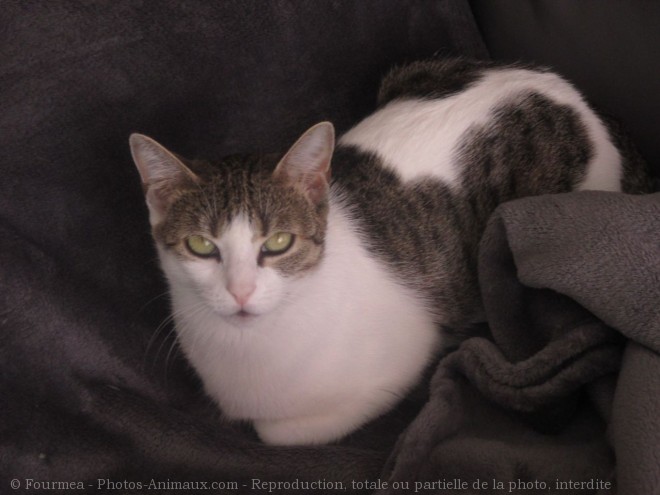 Photo de Chat domestique