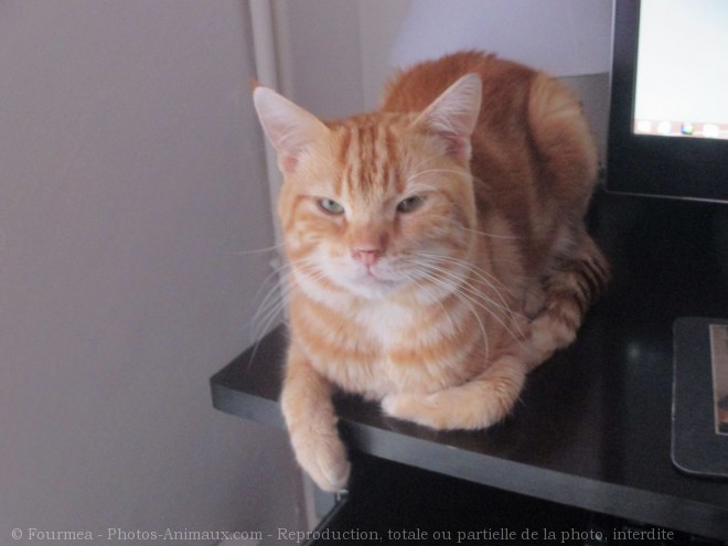 Photo de Chat domestique