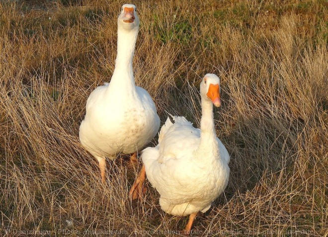 Photo d'Oie blanche