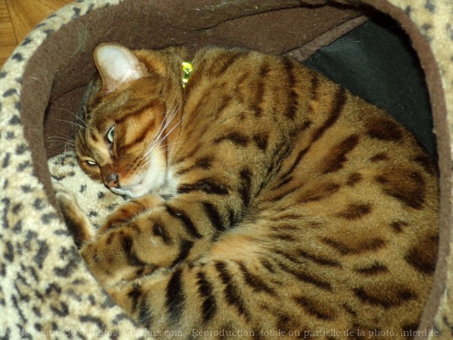 Photo de Bengal