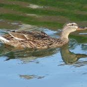 Photo de Canard colvert