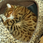 Photo de Bengal