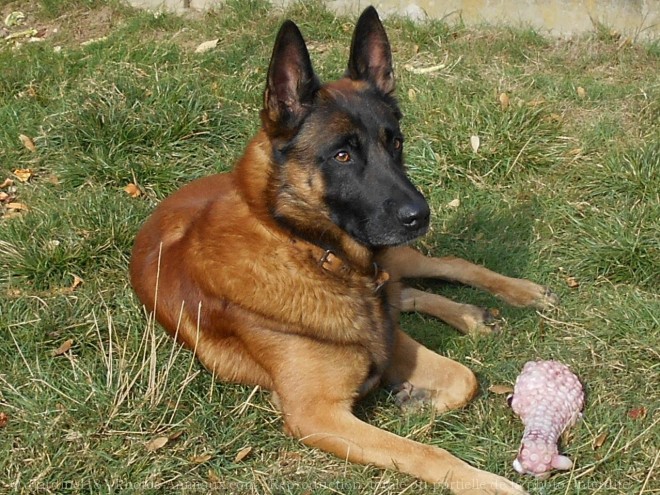 Photo de Berger belge malinois