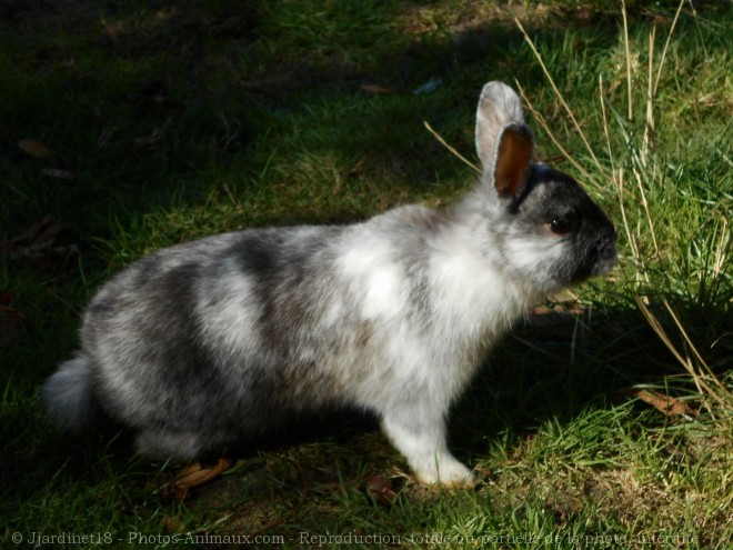 Photo de Lapin