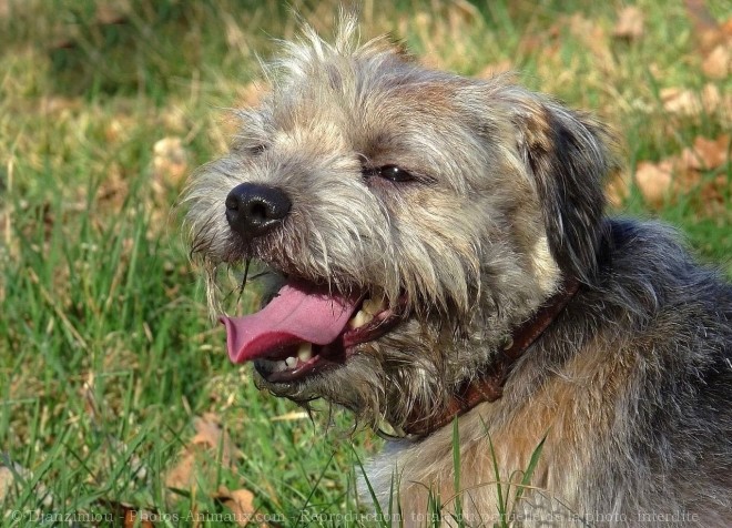 Photo de Border terrier