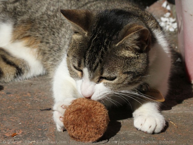 Photo de Chat domestique