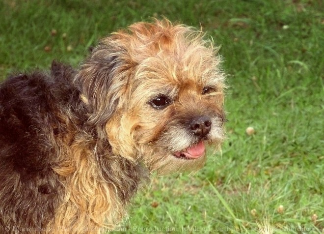 Photo de Border terrier