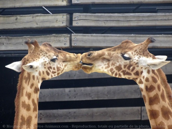 Photo de Girafe