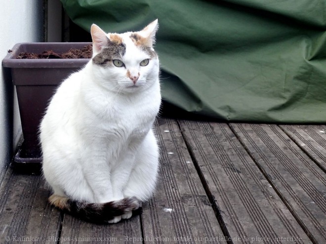 Photo de Chat domestique