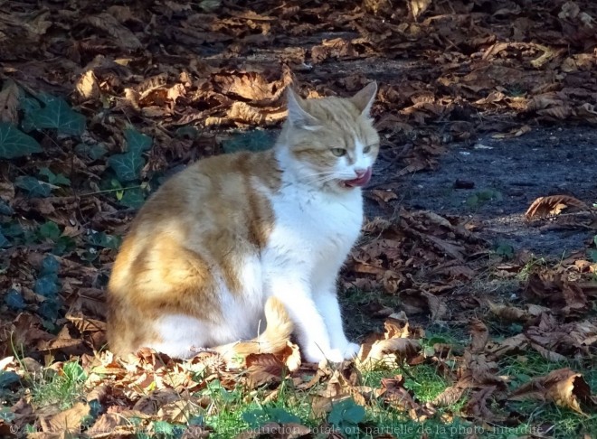 Photo de Chat domestique