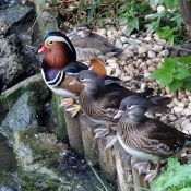 Photo de Canard mandarin