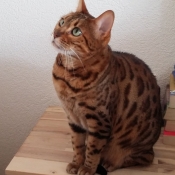 Photo de Bengal