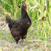 Photo de Poule