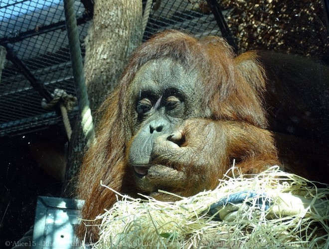 Photo d'Orang-outan