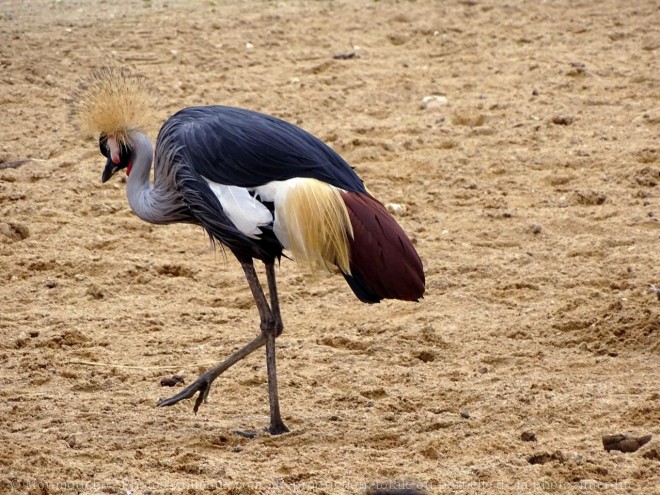 Photo de Grue couronne