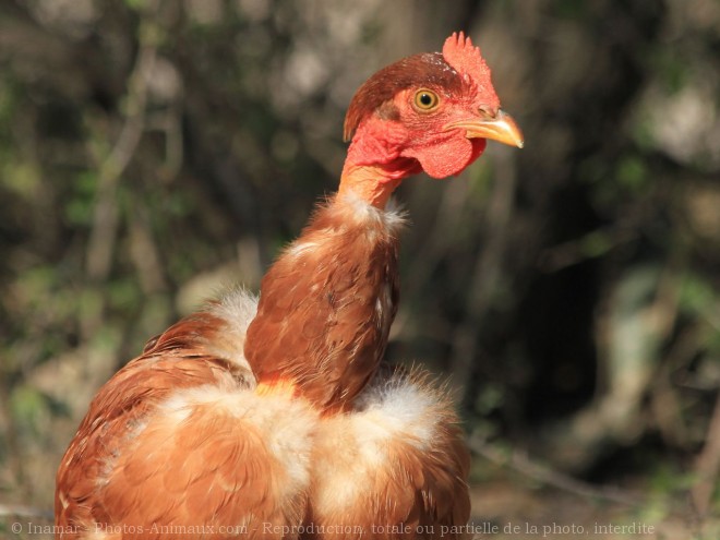 Photo de Poule