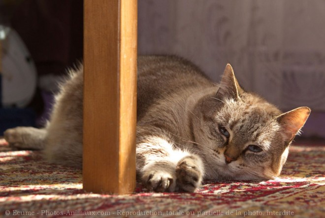 Photo de Chat domestique