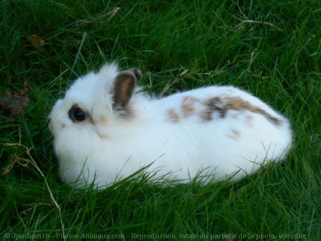 Photo de Lapin