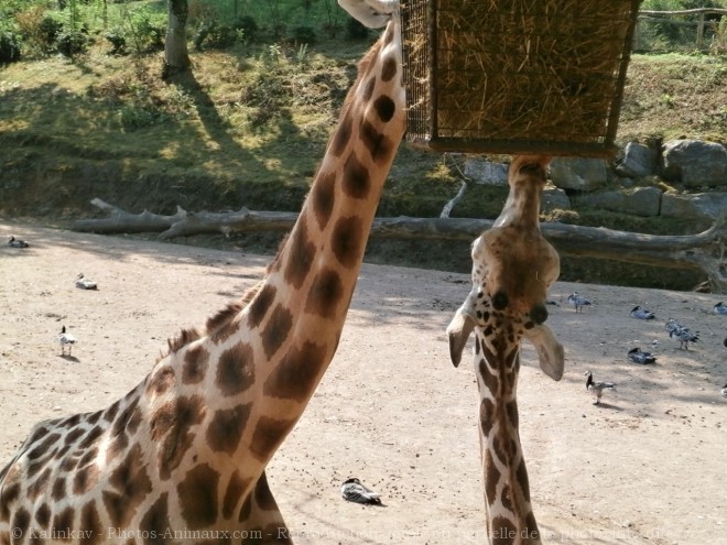 Photo de Girafe