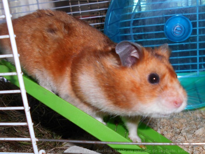 Photo de Hamster