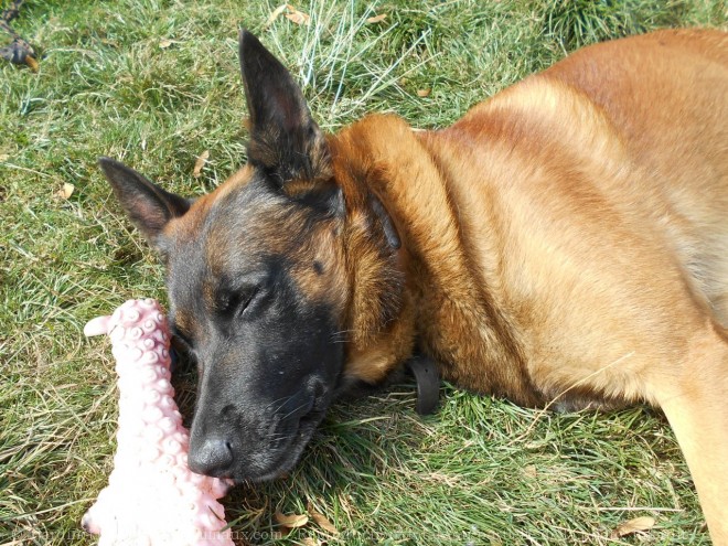 Photo de Berger belge malinois