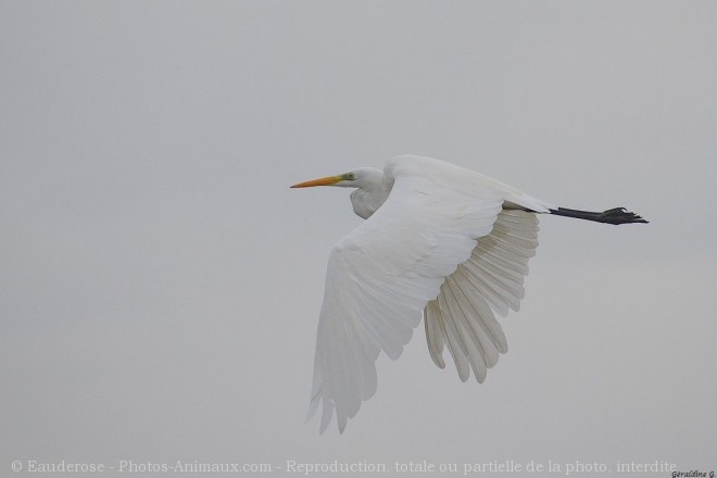 Photo d'Aigrette