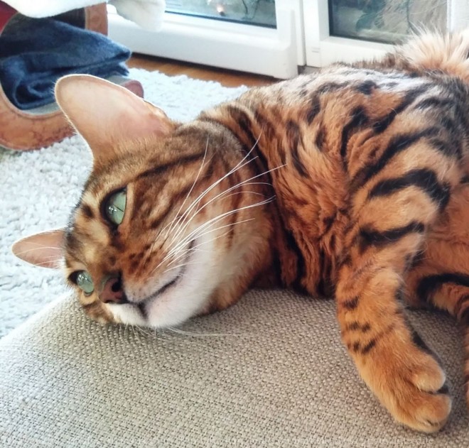 Photo de Bengal