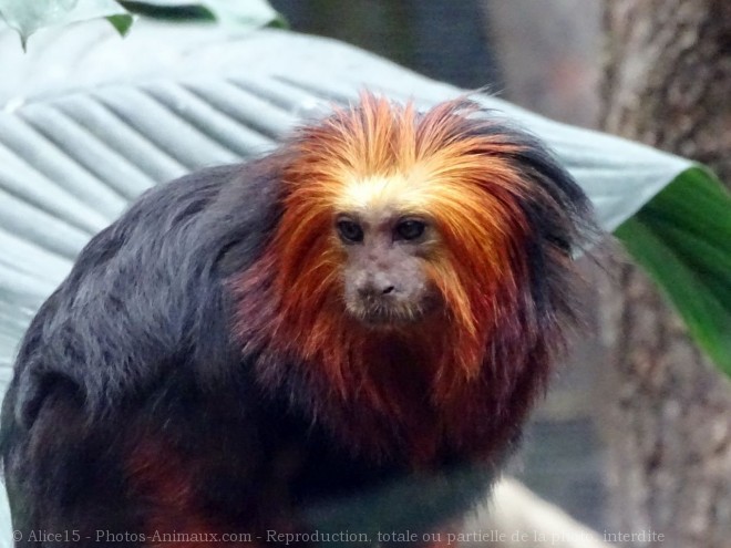 Photo de Singe - tamarin lion  tte dore