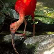 Photo d'Ibis rouge