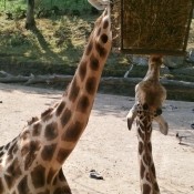 Photo de Girafe