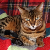 Photo de Bengal