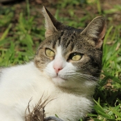 Photo de Chat domestique