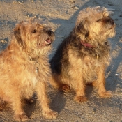 Photo de Border terrier