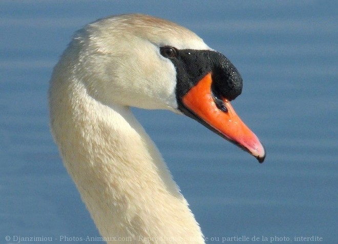 Photo de Cygne