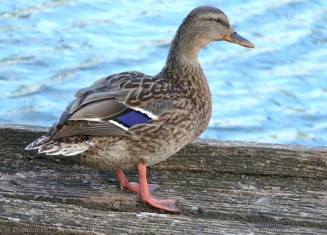 Photo de Canard colvert