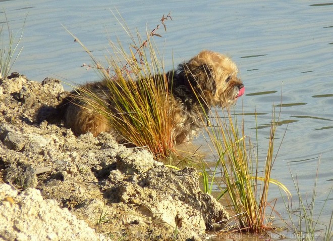 Photo de Border terrier