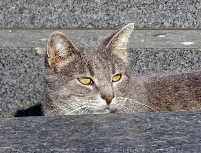 Photo de Chat domestique