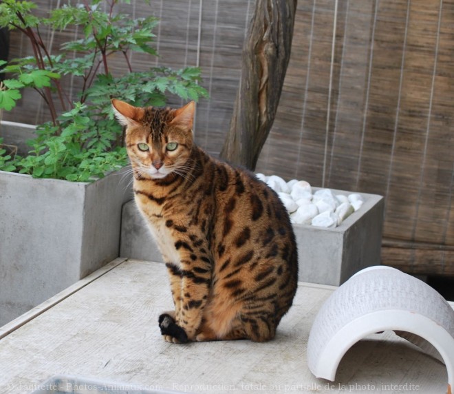 Photo de Bengal