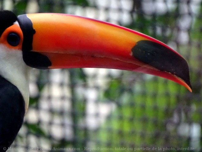 Photo de Toucan toco