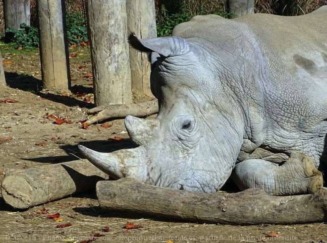 Photo de Rhinocros