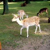 Photo de Biche