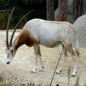 Fond d'cran avec photo d'Oryx