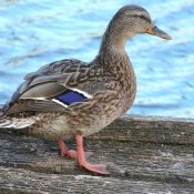 Photo de Canard colvert