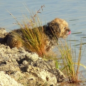 Photo de Border terrier