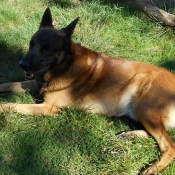 Photo de Berger belge malinois