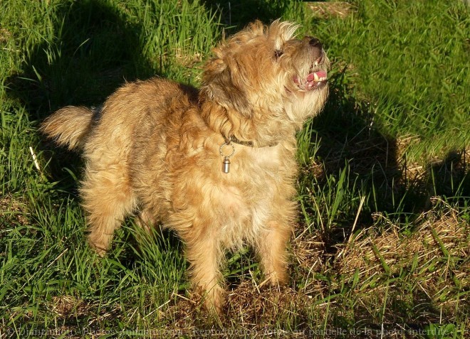 Photo de Border terrier